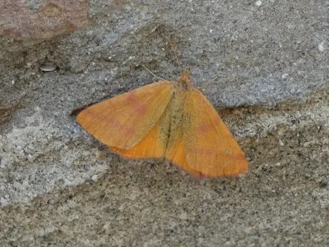 Lythria purpuraria - bíborsávos araszoló