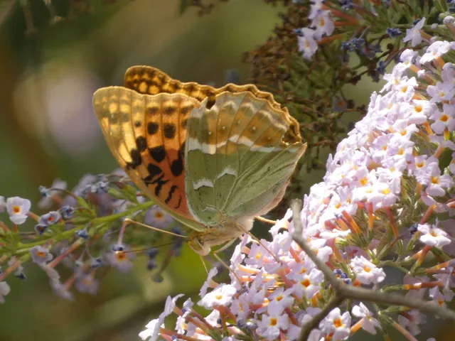 Argynnis pandora - zöldes gyöngyházlepke