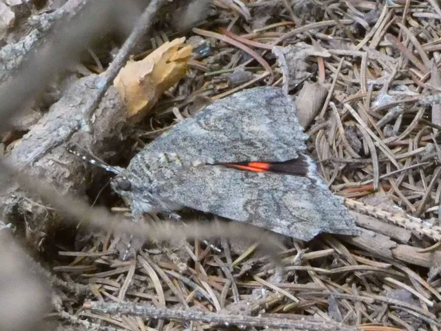 Catocala nupta - piros övesbagoly