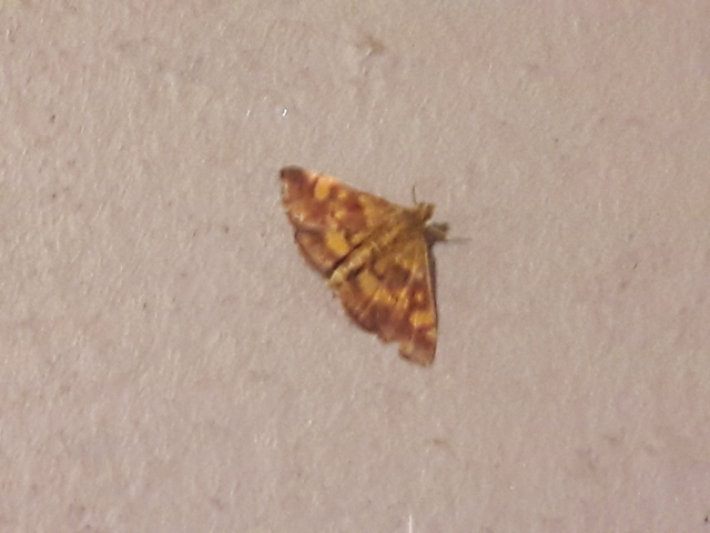 Pyrausta