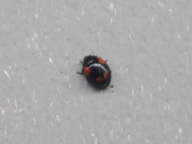 Adalia bipunctata - kétpettyes katica