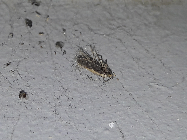 Tineidae - ruhamolyfélék
