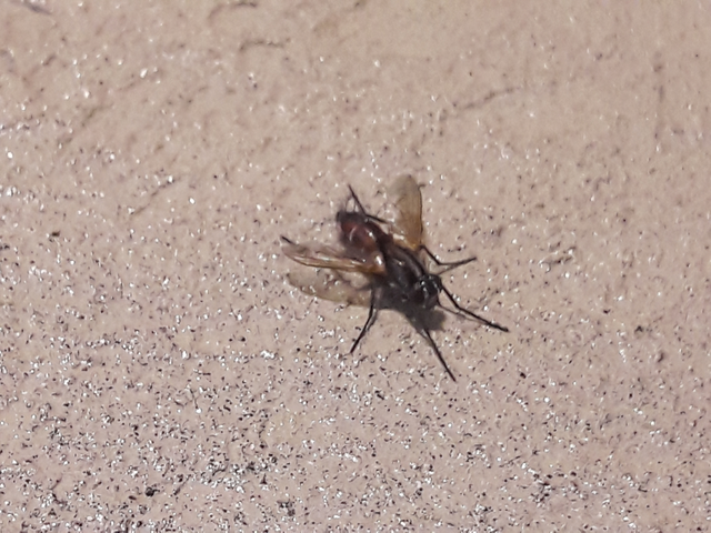 Mintho rufiventris