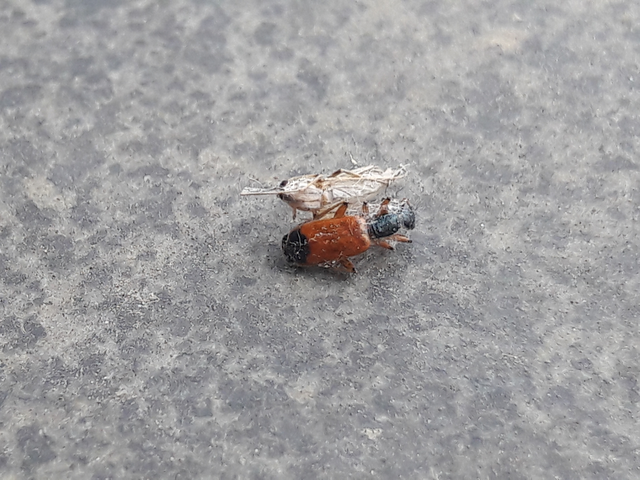Odacantha melanura - ingoványfutó