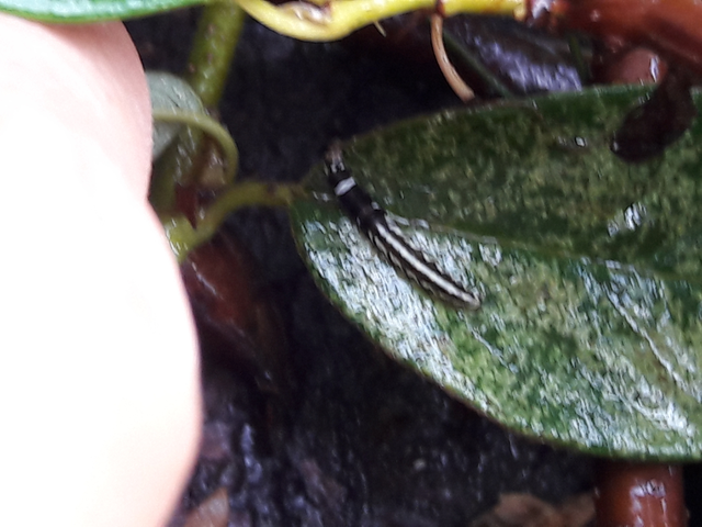Helcystogramma
