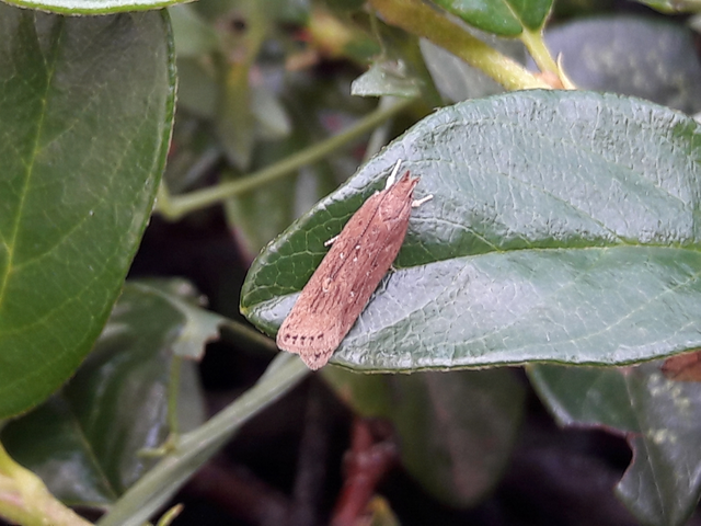 Helcystogramma