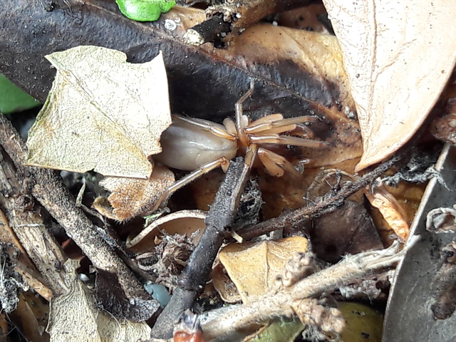 Dysderidae - fojtópókok