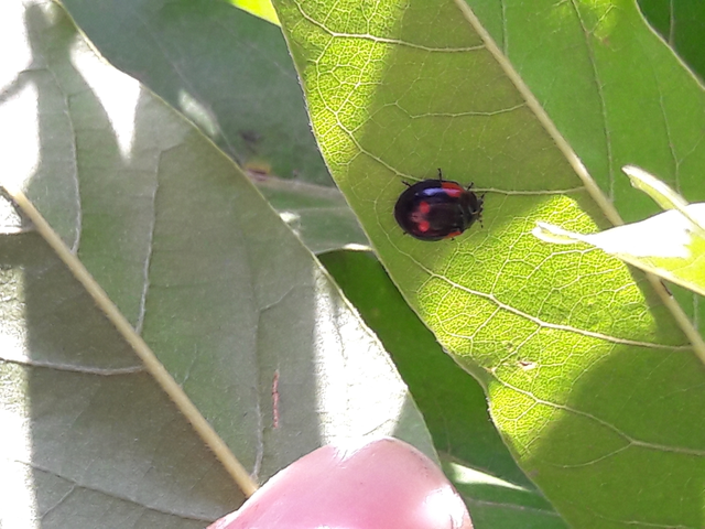 Adalia bipunctata - kétpettyes katica