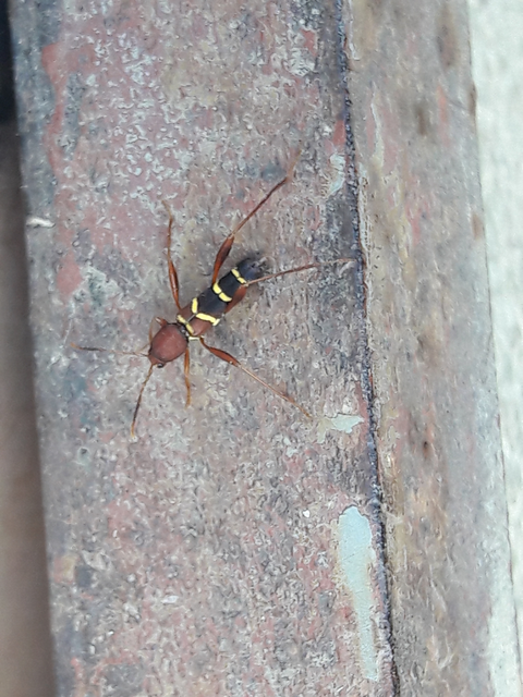 Neoclytus acuminatus - amerikai darázscincér