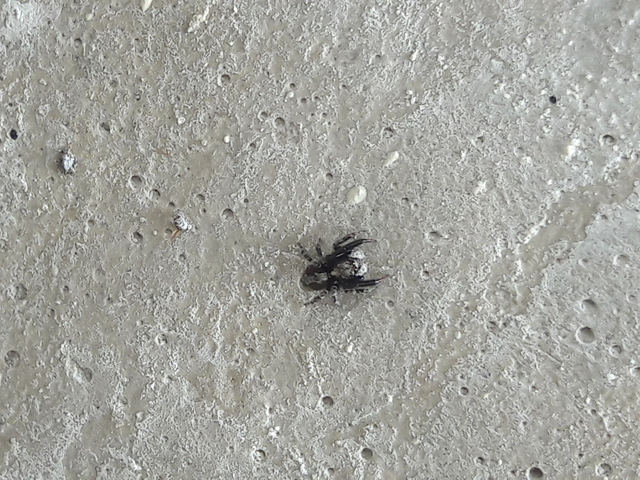 Pseudeuophrys lanigera - szobai ugrópók