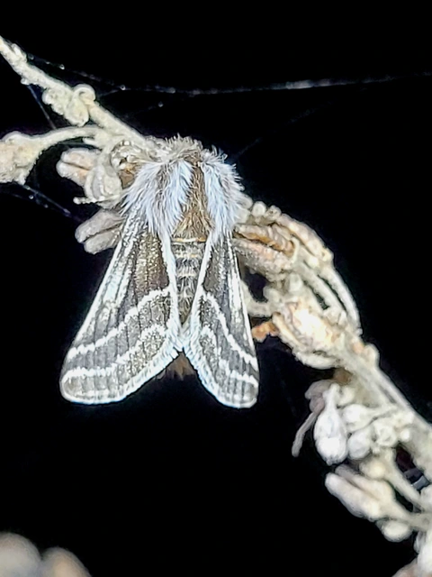 Lycia zonaria - öves tavasziaraszoló