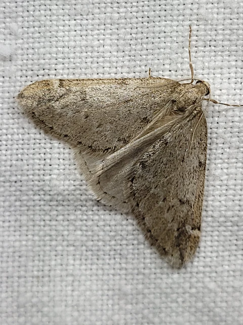 Alsophila aescularia - vadgesztenye-araszoló