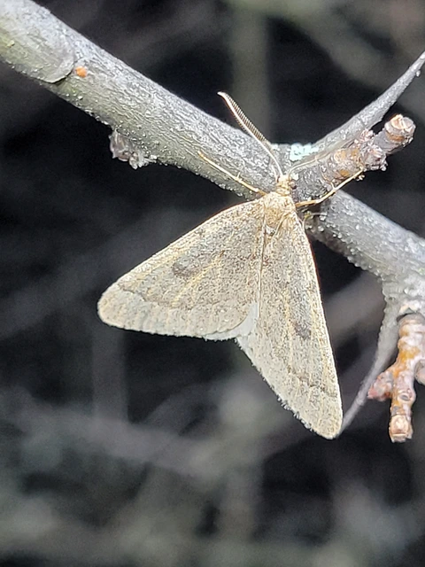 Theria rupicapraria - tavaszi kökényaraszoló