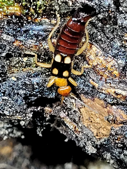 Forficula smyrnensis - szmirnai fülbemászó