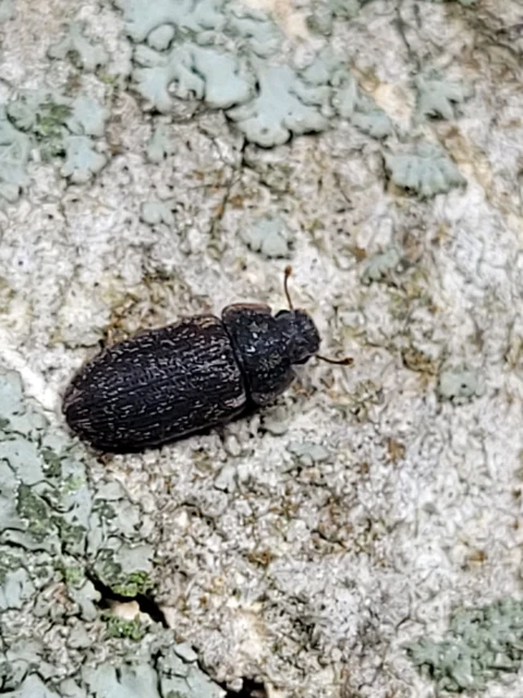 Colobicus hirtus - szegélyes héjbogár