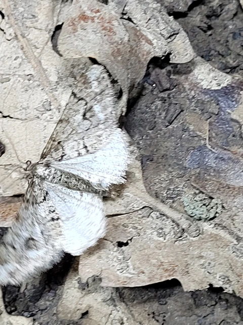 Agriopis leucophaearia - tölgy-tavasziaraszoló