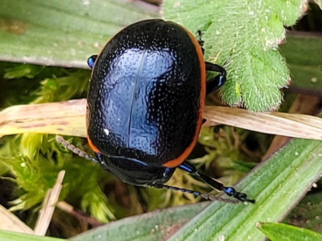 Chrysolina rossia - trapézhátú szegélyeslevelész