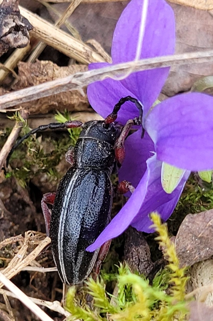 Dorcadion pedestre - kétsávos gyalogcincér
