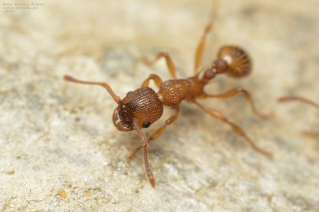 Myrmica sabuleti - gyakori bütyköshangya