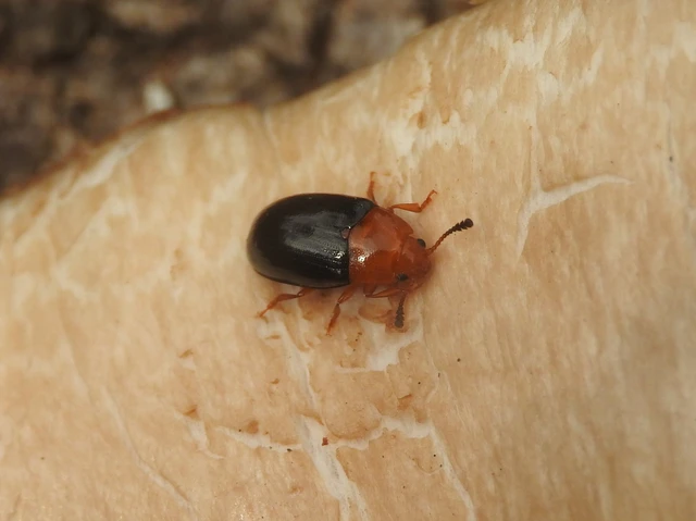 Triplax scutellaris - vörösmellű tarbogár