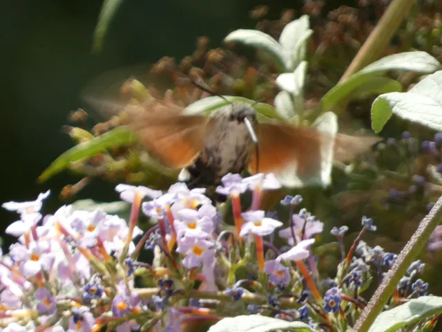 Macroglossum stellatarum - kacsafarkú szender