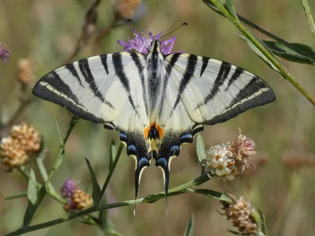 Iphiclides podalirius - kardoslepke