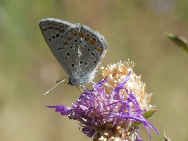 Polyommatus icarus - közönséges boglárka
