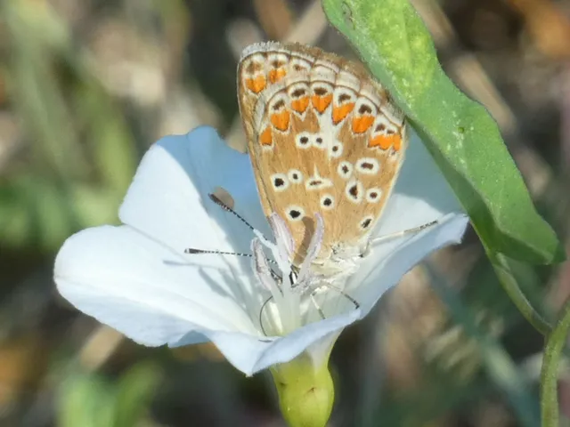 Aricia agestis - szerecsenboglárka