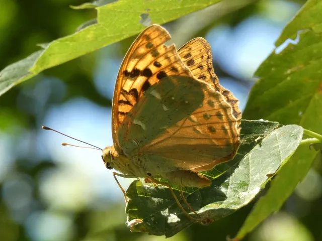 Argynnis pandora - zöldes gyöngyházlepke
