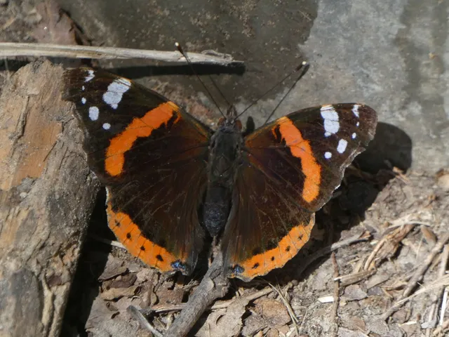 Vanessa atalanta - atalantalepke