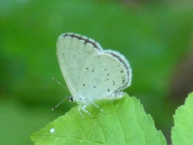 Celastrina argiolus - bengeboglárka
