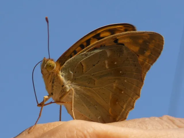 Argynnis pandora - zöldes gyöngyházlepke