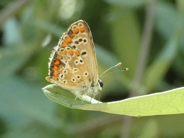 Aricia agestis - szerecsenboglárka
