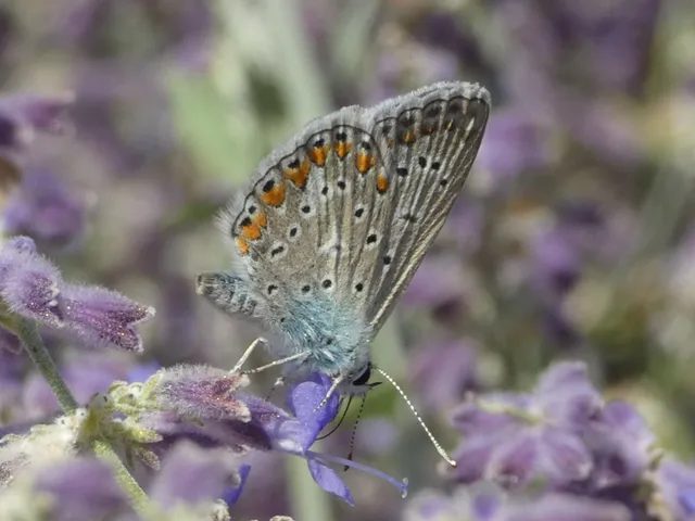 Polyommatus icarus - közönséges boglárka