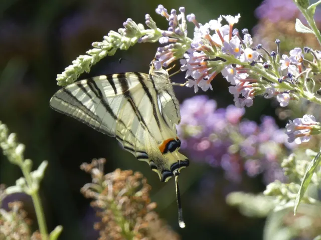 Iphiclides podalirius - kardoslepke