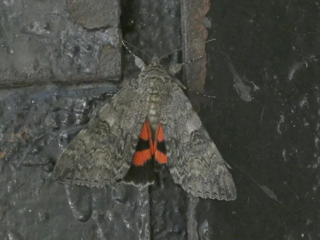 Catocala nupta - piros övesbagoly