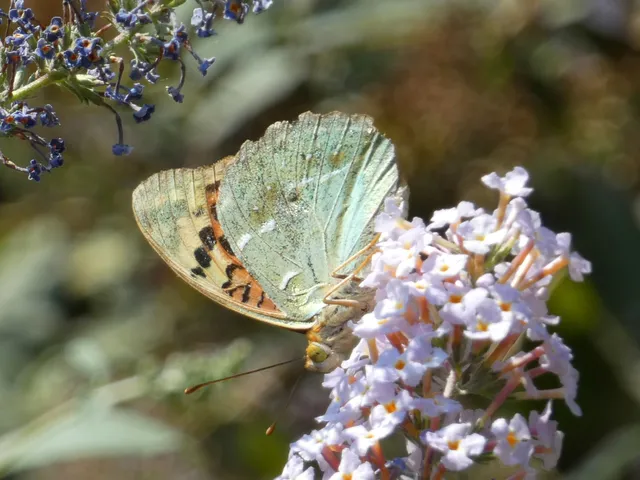 Argynnis pandora - zöldes gyöngyházlepke