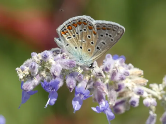 Polyommatus icarus - közönséges boglárka