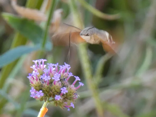 Macroglossum stellatarum - kacsafarkú szender