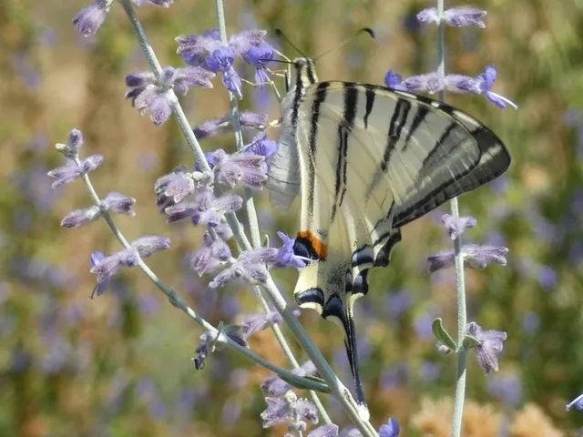 Iphiclides podalirius - kardoslepke