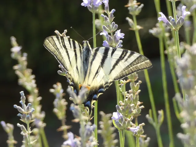 Iphiclides podalirius - kardoslepke
