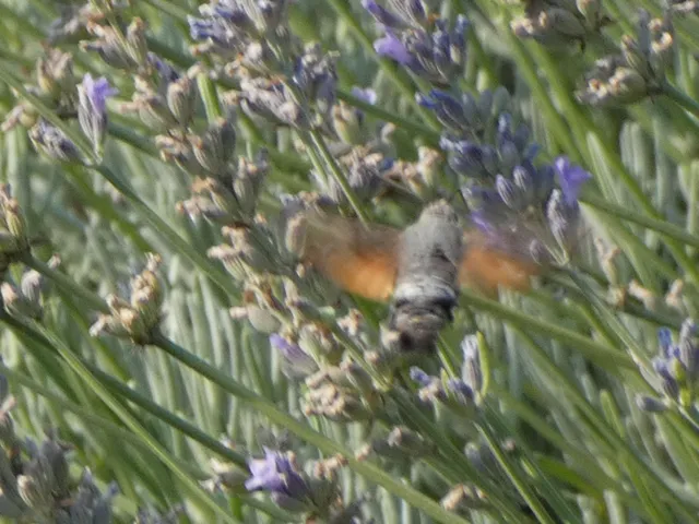 Macroglossum stellatarum - kacsafarkú szender