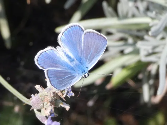 Polyommatus icarus - közönséges boglárka