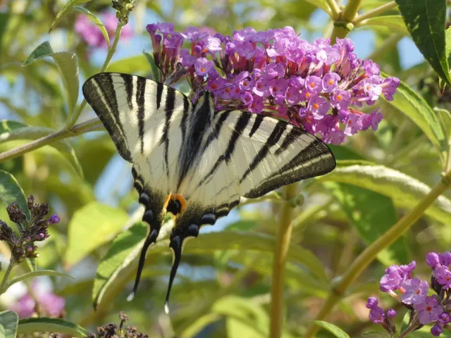 Iphiclides podalirius - kardoslepke