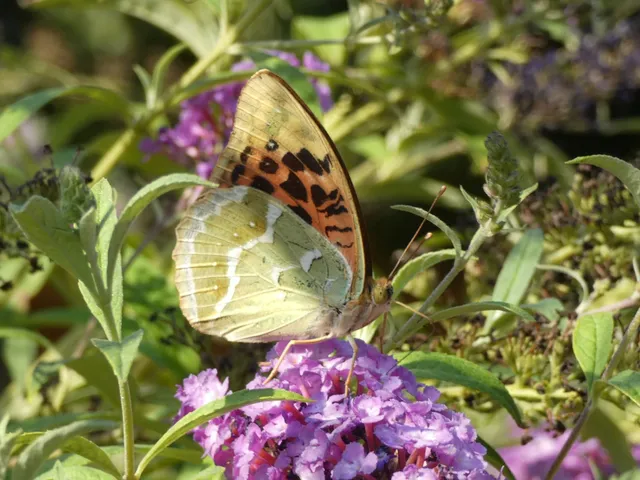 Argynnis pandora - zöldes gyöngyházlepke