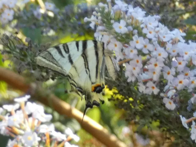 Iphiclides podalirius - kardoslepke
