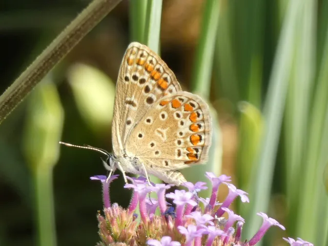 Polyommatus icarus - közönséges boglárka