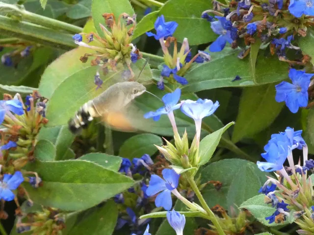 Macroglossum stellatarum - kacsafarkú szender