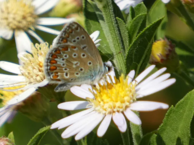 Polyommatus icarus - közönséges boglárka