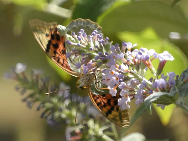 Argynnis pandora - zöldes gyöngyházlepke